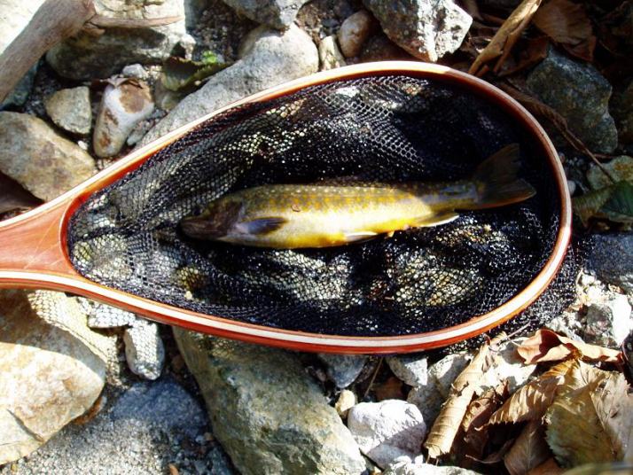 金色の岩魚