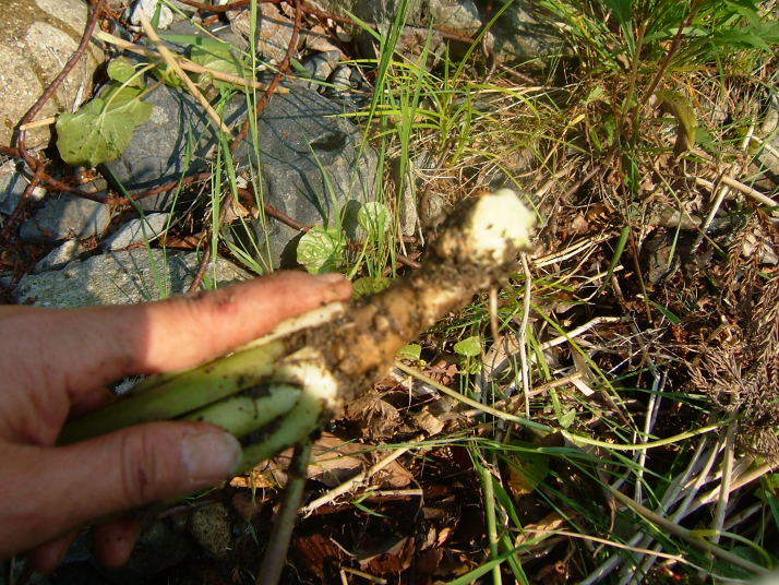 掘り出したワサビの根