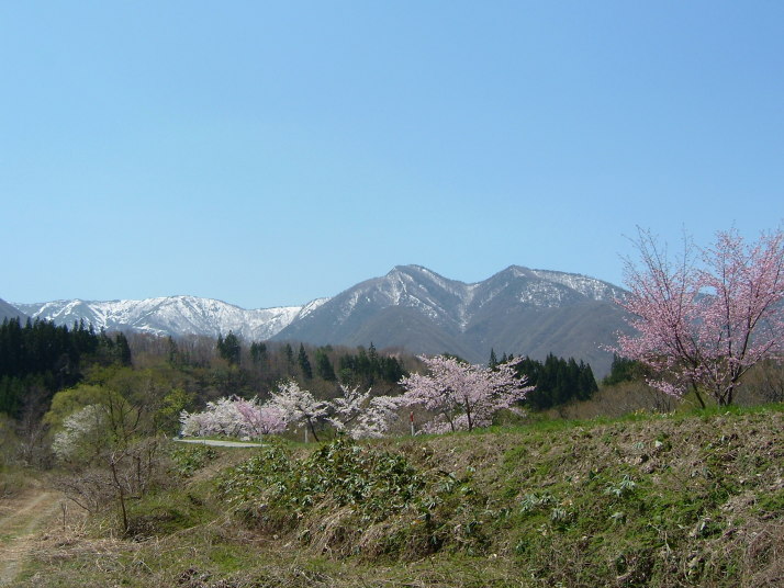 山並みと桜の写真