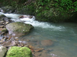 笹濁りの川