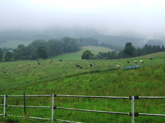 草原の牛の写真