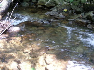 岩魚がいた川