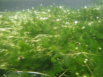 水中花　金魚藻です