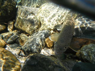 水中の岩魚