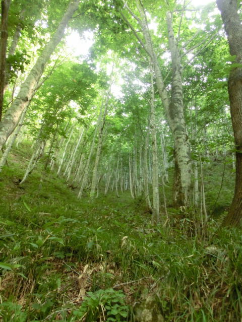 檜枝岐の森